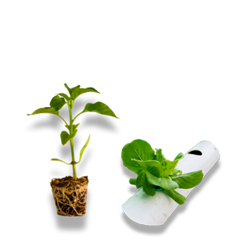 Bioplastic supports for seeds and cuttings that do not contaminate the plant.